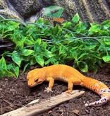 Magazoo Gecko léopard Tangerine Tornado (Tug) Mâle 14/06/23 #12  (EN COMMANDE SPÉCIAL)