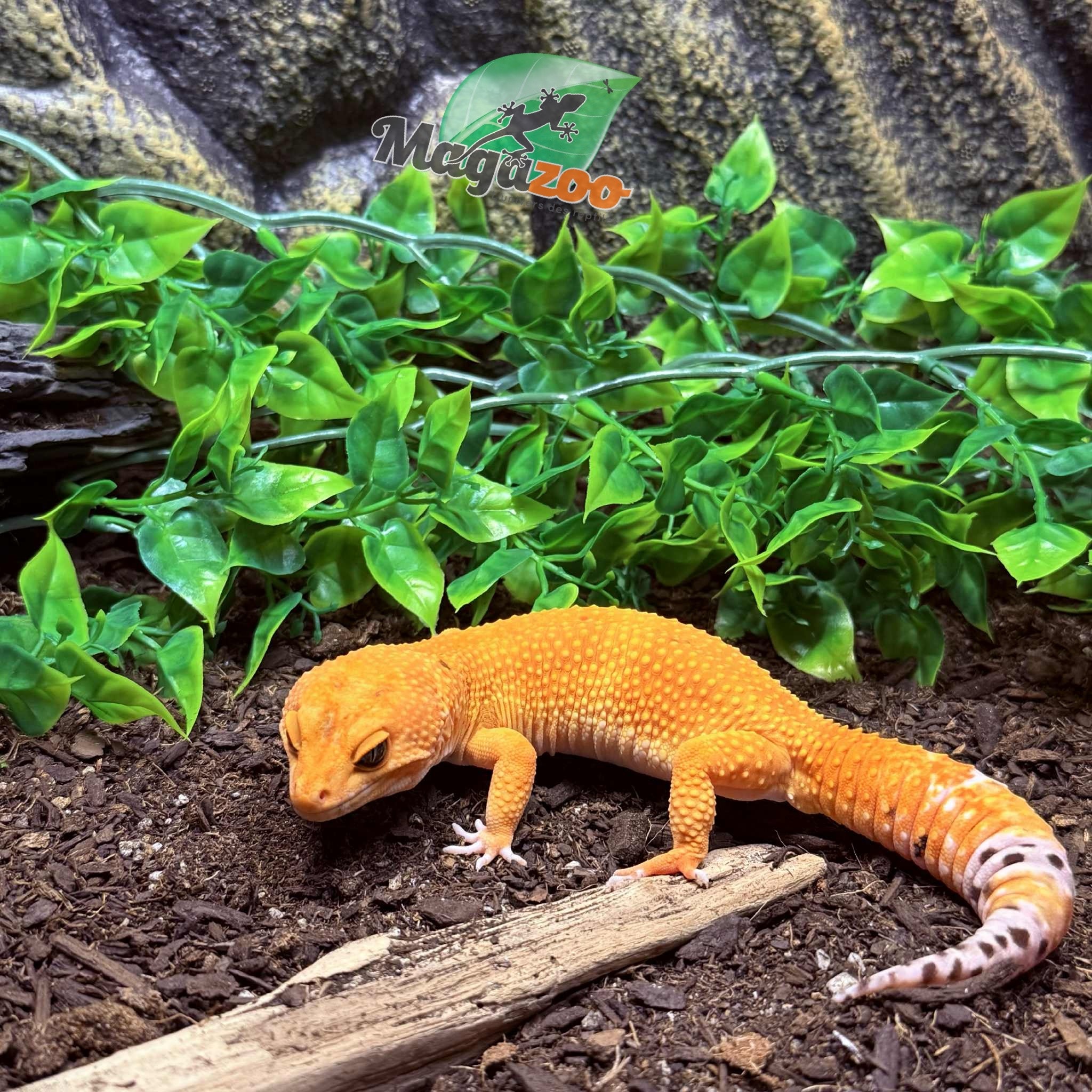 Magazoo Tangerine Tornado (Tug) Male Leopard Gecko 06/14/23 #12 (SPECIAL ORDER)