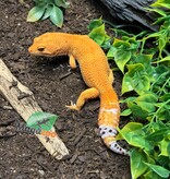 Magazoo Gecko léopard Tangerine Tornado (Tug) Mâle 14/06/23 #12  (EN COMMANDE SPÉCIAL)