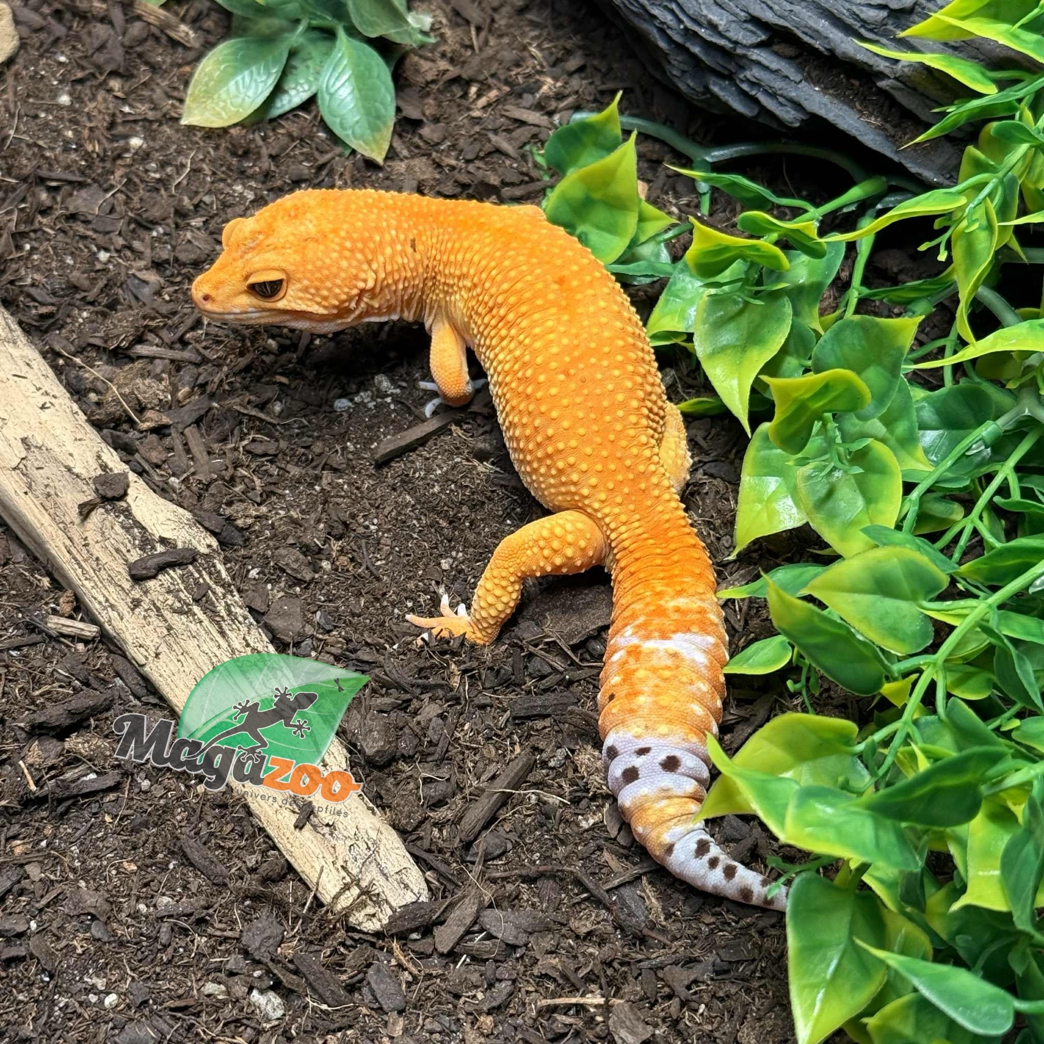 Magazoo Tangerine Tornado (Tug) Male Leopard Gecko 06/14/23 #12 (SPECIAL ORDER)