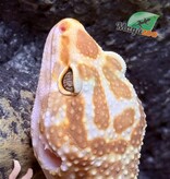 Magazoo Gecko léopard Albino Tremper Femelle 28/05/24 #13  (EN COMMANDE SPÉCIAL)