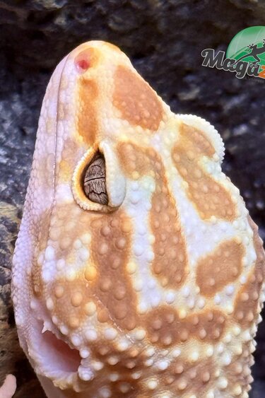 Magazoo Gecko léopard Albino Tremper Femelle 28/05/24 #13  (EN COMMANDE SPÉCIAL)