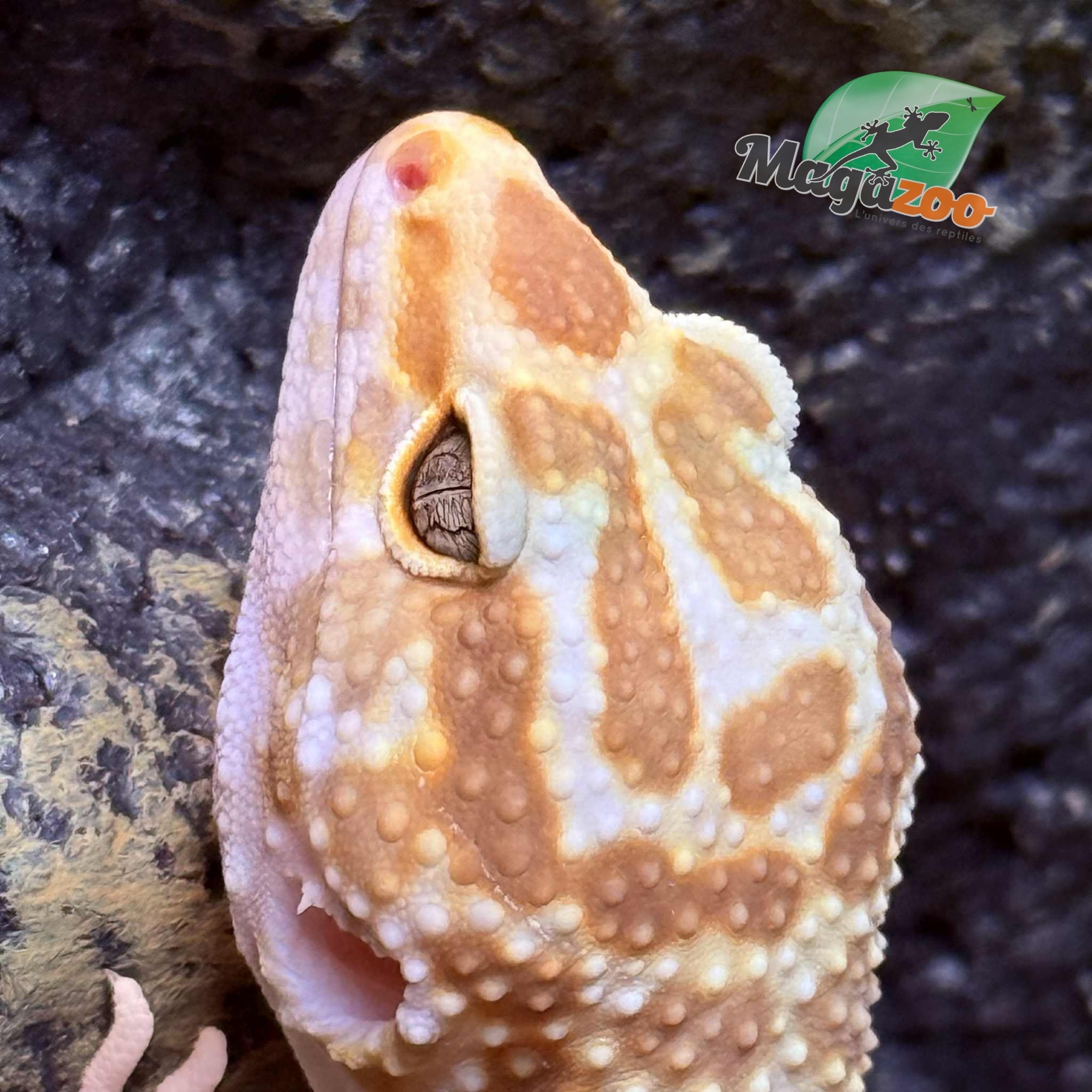 Magazoo Gecko léopard Albino Tremper Femelle 28/05/24 #13  (EN COMMANDE SPÉCIAL)