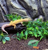 Magazoo Albino Tremper Female Leopard Gecko 05/28/24 #13 (SPECIAL ORDER)