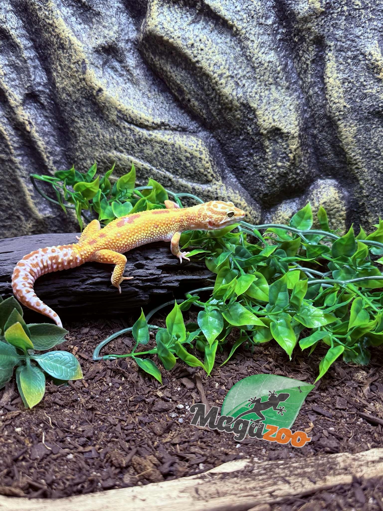 Magazoo Gecko léopard Albino Tremper Femelle 28/05/24 #13  (EN COMMANDE SPÉCIAL)