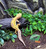 Magazoo Gecko léopard Albino Tremper Femelle 28/05/24 #13  (EN COMMANDE SPÉCIAL)