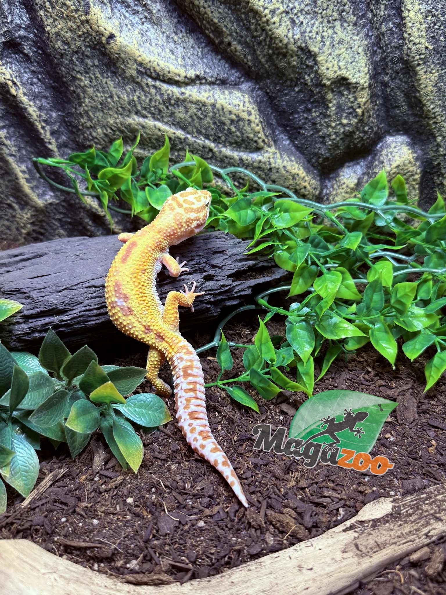 Magazoo Albino Tremper Female Leopard Gecko 05/28/24 #13 (SPECIAL ORDER)