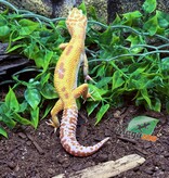 Magazoo Gecko léopard Albino Tremper Femelle 28/05/24 #13  (EN COMMANDE SPÉCIAL)