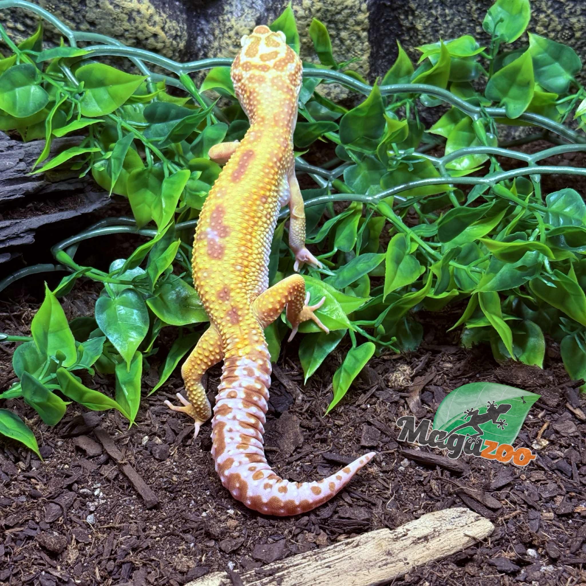 Magazoo Gecko léopard Albino Tremper Femelle 28/05/24 #13  (EN COMMANDE SPÉCIAL)