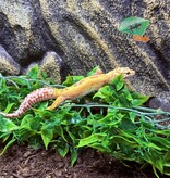 Magazoo Gecko léopard Albino Tremper Femelle 28/05/24 #13  (EN COMMANDE SPÉCIAL)