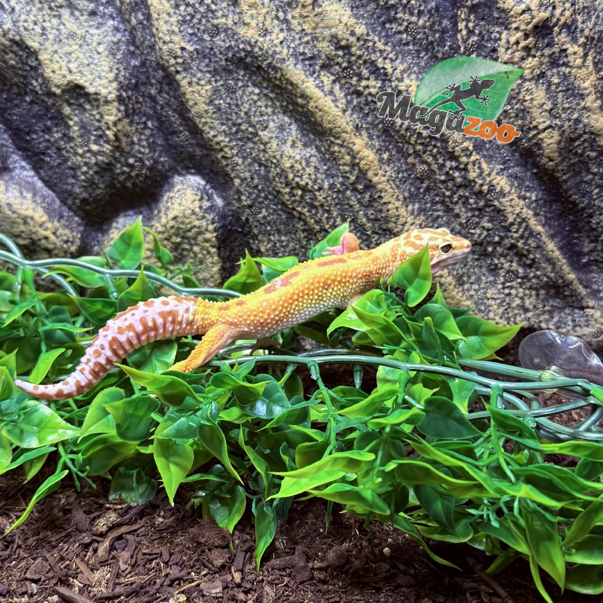 Magazoo Gecko léopard Albino Tremper Femelle 28/05/24 #13  (EN COMMANDE SPÉCIAL)