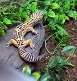 Magazoo Gecko léopard Melanistic het tremper Mâle 13/04/24 #15 (EN COMMANDE SPÉCIAL)