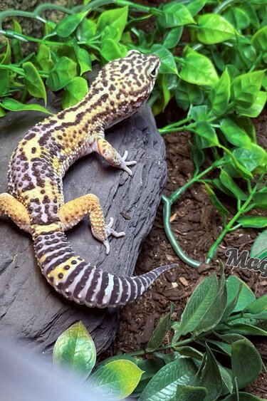 Magazoo Melanistic het tremper Male Leopard Gecko 04/13/24 #15 (SPECIAL ORDER)