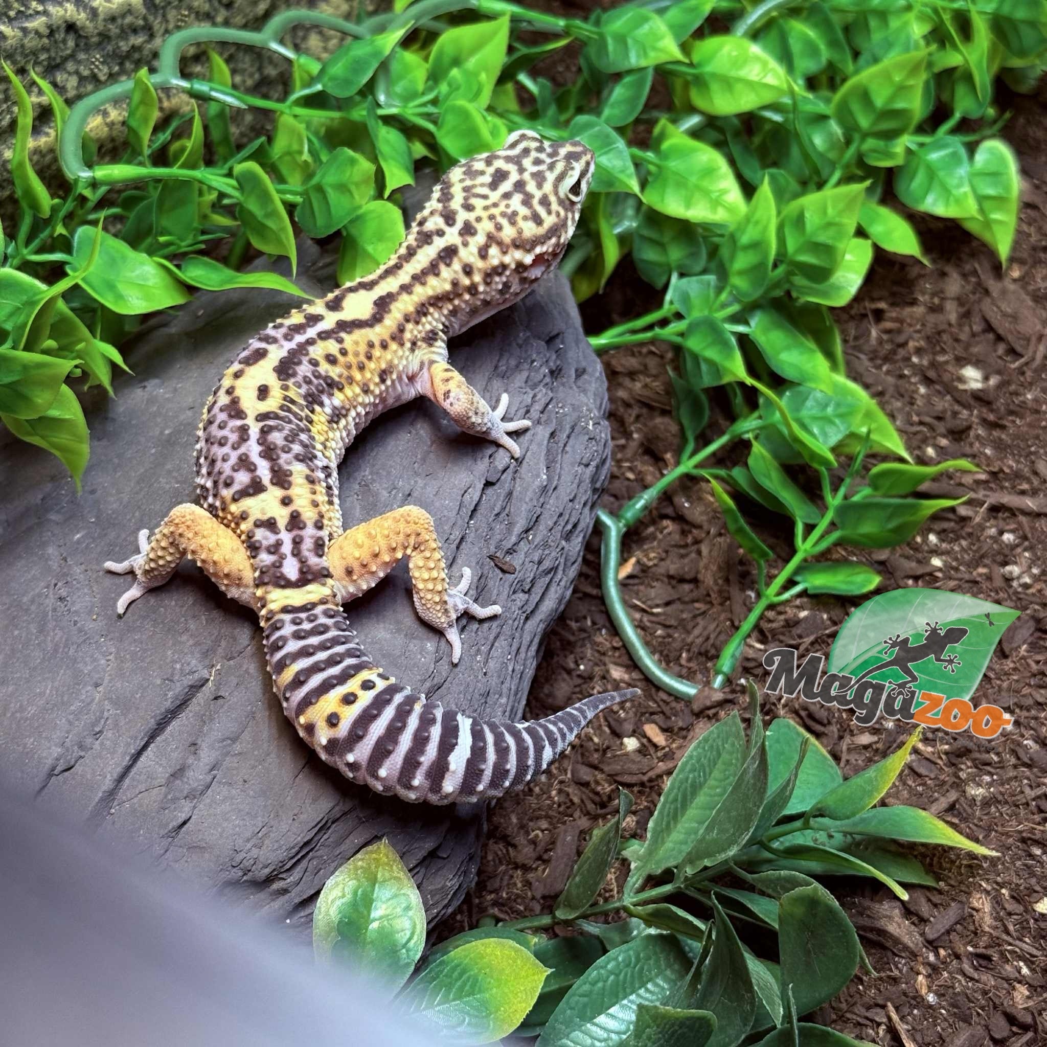 Magazoo Gecko léopard Melanistic het tremper Mâle 13/04/24 #15 (EN COMMANDE SPÉCIAL)