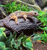 Magazoo Melanistic het tremper Male Leopard Gecko 04/13/24 #15 (SPECIAL ORDER)