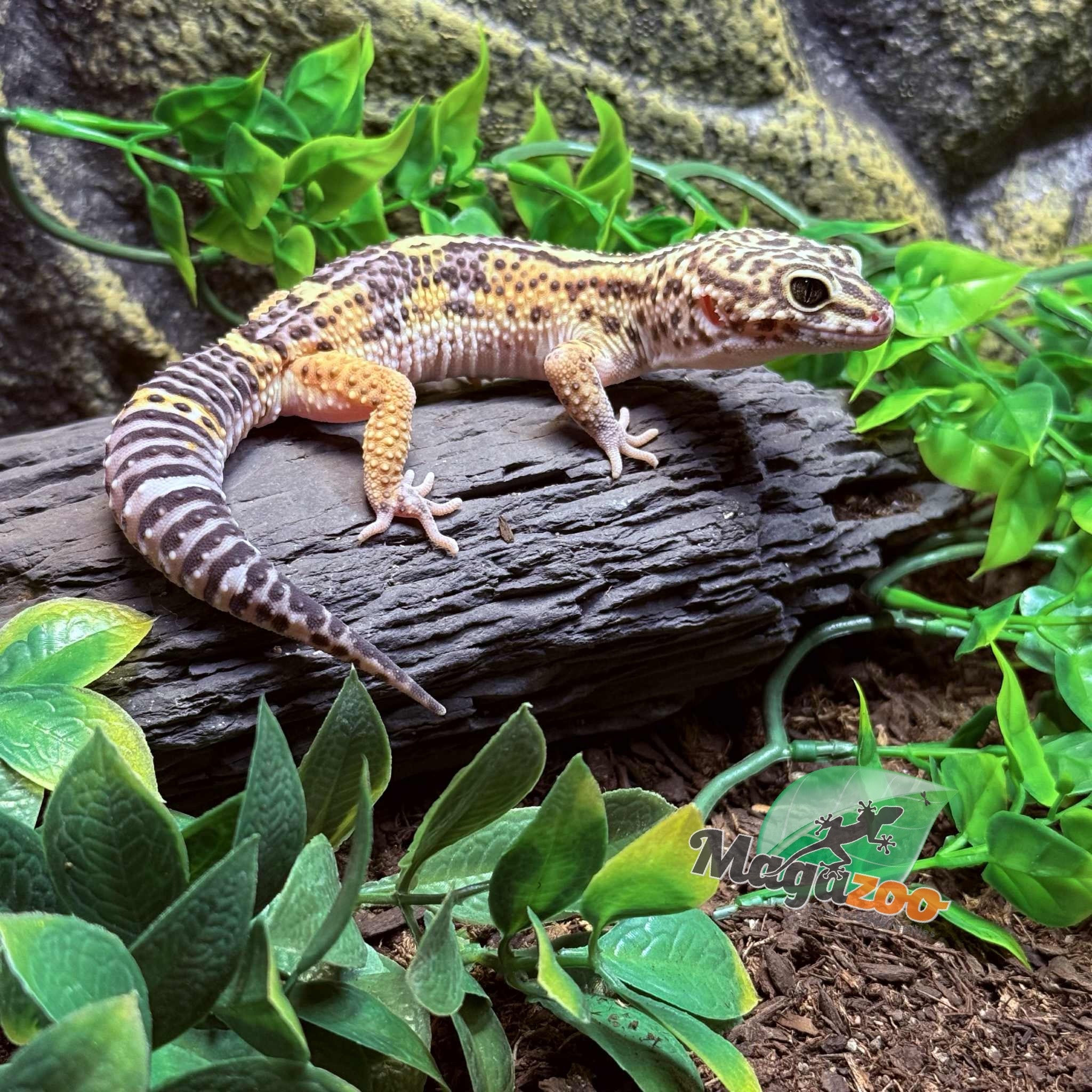 Magazoo Melanistic het tremper Male Leopard Gecko 04/13/24 #15 (SPECIAL ORDER)