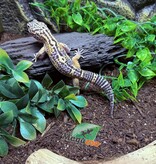 Magazoo Melanistic het tremper Male Leopard Gecko 04/13/24 #15 (SPECIAL ORDER)