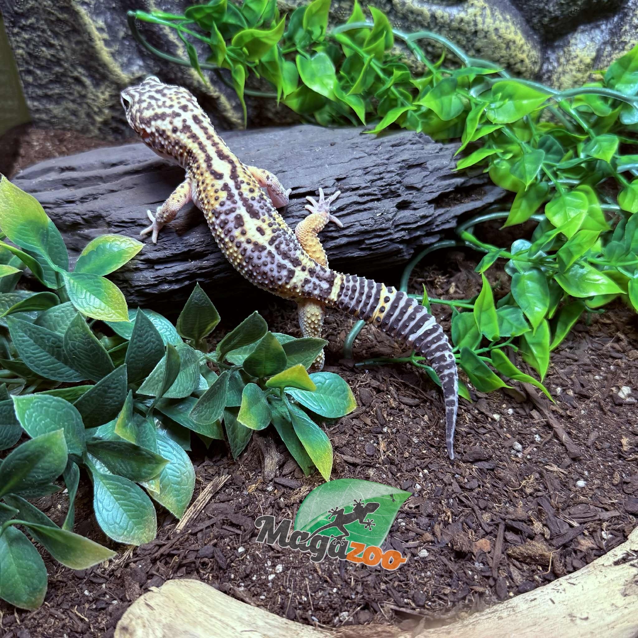 Magazoo Gecko léopard Melanistic het tremper Mâle 13/04/24 #15 (EN COMMANDE SPÉCIAL)