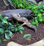Magazoo Melanistic het tremper Male Leopard Gecko 04/13/24 #15 (SPECIAL ORDER)