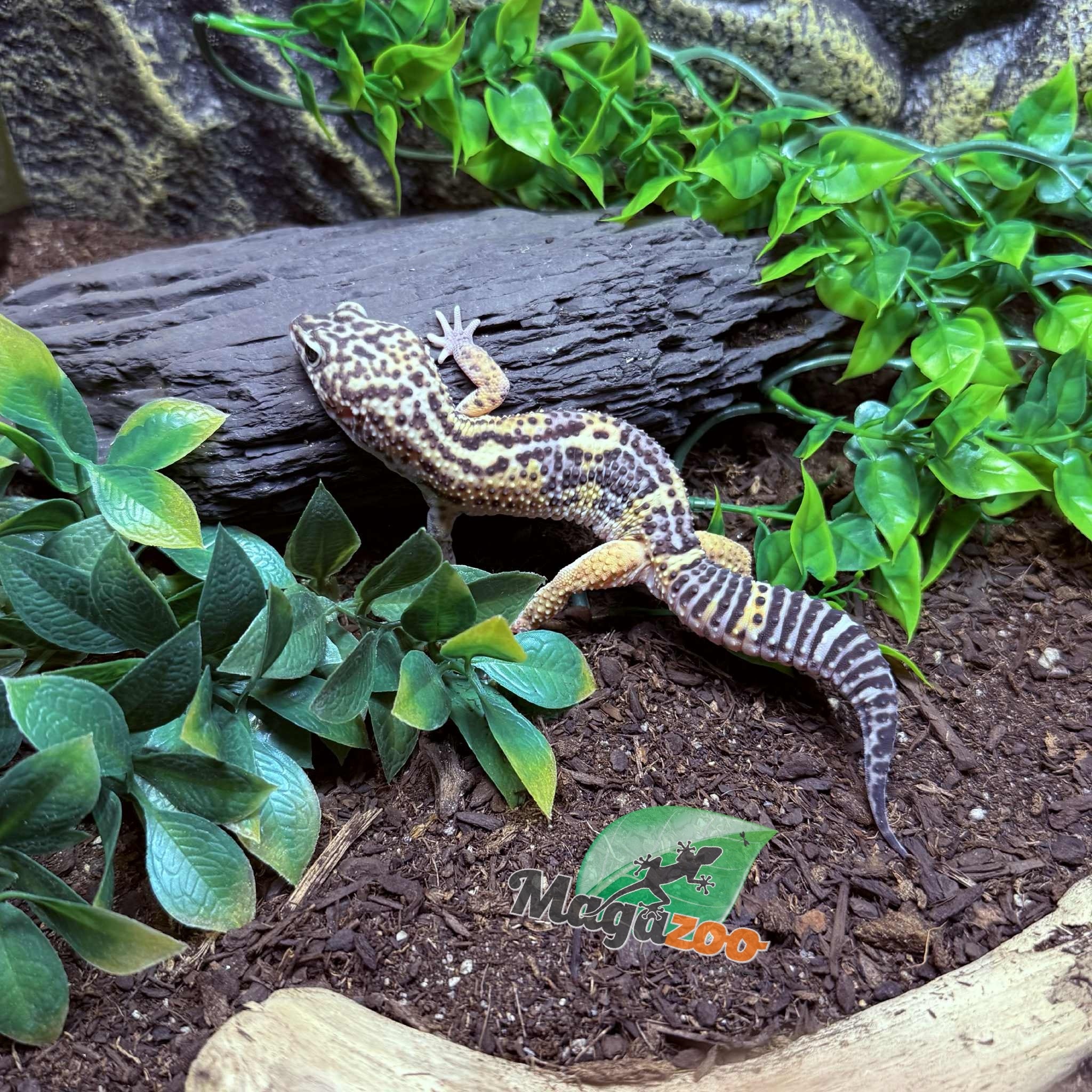 Magazoo Melanistic het tremper Male Leopard Gecko 04/13/24 #15 (SPECIAL ORDER)