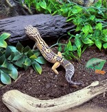 Magazoo Melanistic het tremper Male Leopard Gecko 04/13/24 #15 (SPECIAL ORDER)
