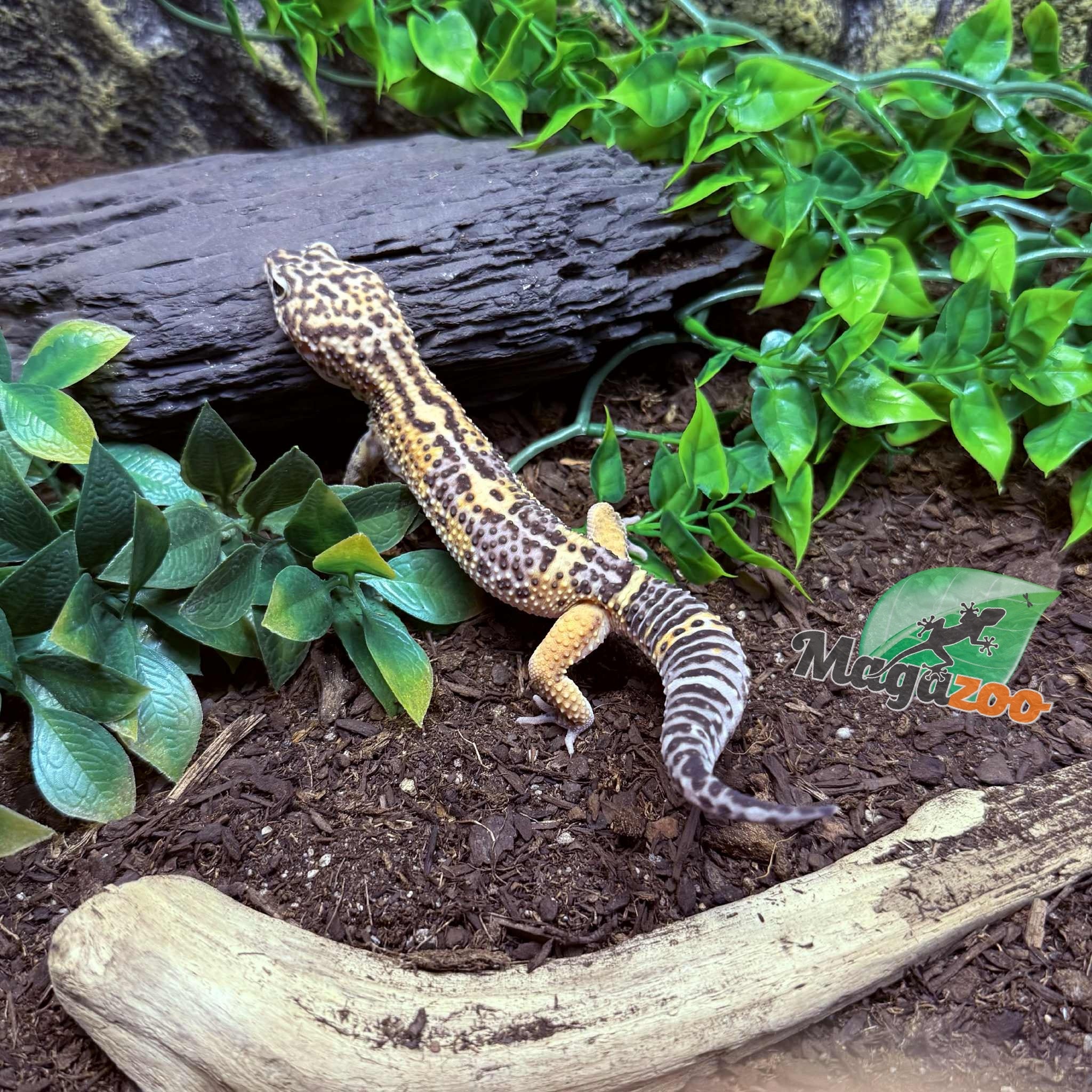 Magazoo Gecko léopard Melanistic het tremper Mâle 13/04/24 #15 (EN COMMANDE SPÉCIAL)