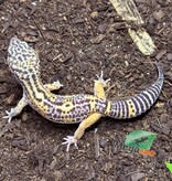 Magazoo Gecko léopard Melanistic het tremper Mâle 13/04/24 #15 (EN COMMANDE SPÉCIAL)