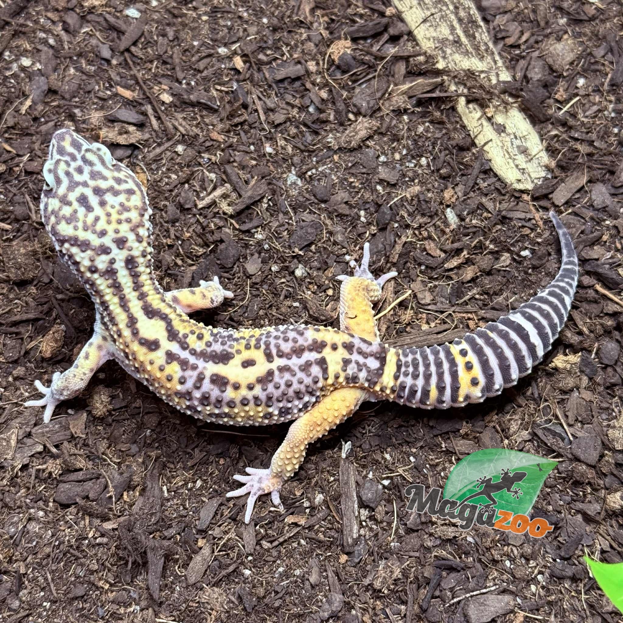 Magazoo Gecko léopard Melanistic het tremper Mâle 13/04/24 #15 (EN COMMANDE SPÉCIAL)