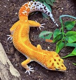 Magazoo Rainino Tornado Male Leopard Gecko 05/12/24 #16 (SPECIAL ORDER)