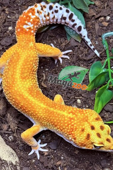Magazoo Gecko léopard Rainino tornado Mâle 12/05/24 #16 (EN COMMANDE SPÉCIAL)