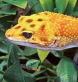 Magazoo Rainino Tornado Male Leopard Gecko 05/12/24 #16 (SPECIAL ORDER)