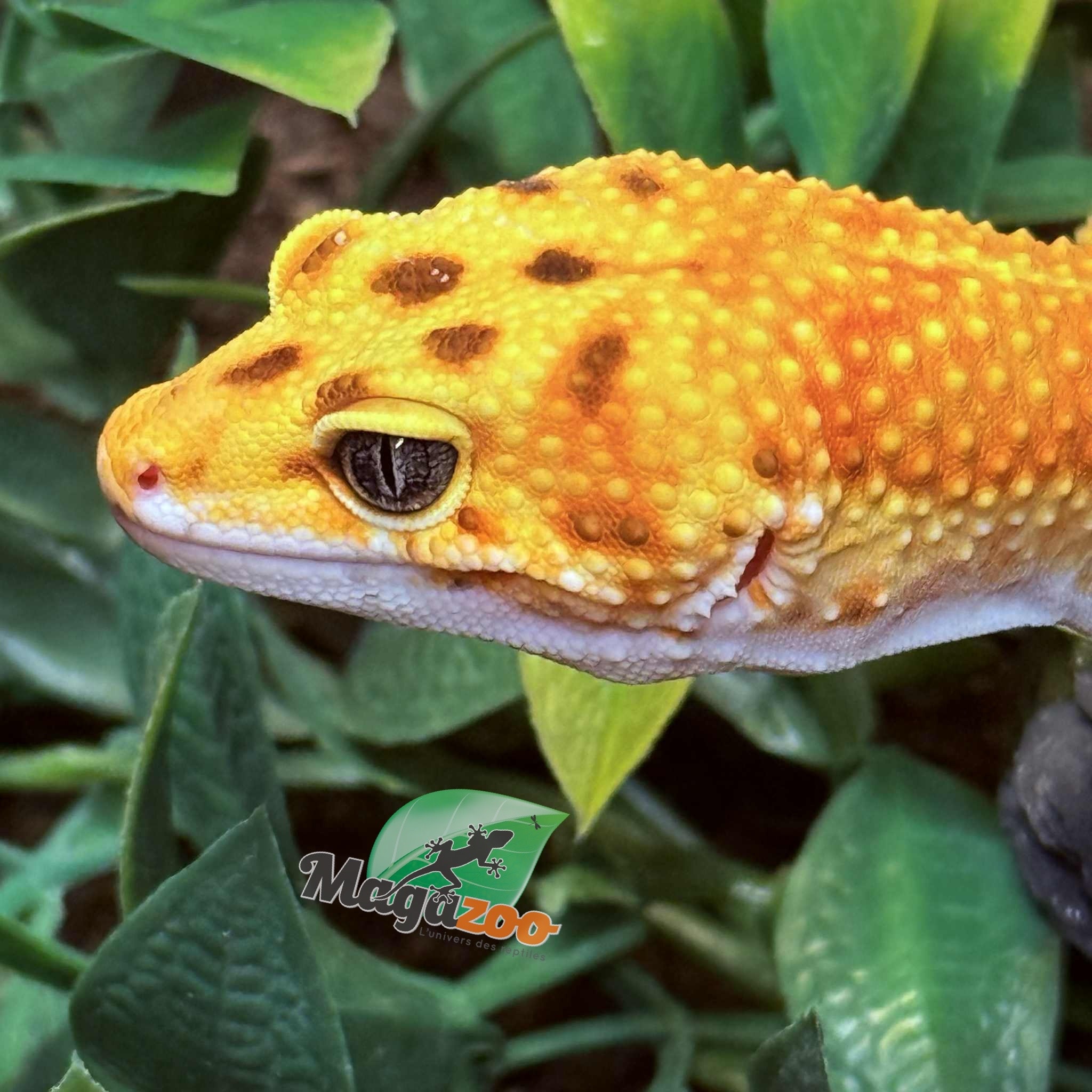 Magazoo Rainino Tornado Male Leopard Gecko 05/12/24 #16 (SPECIAL ORDER)