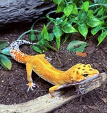 Magazoo Rainino Tornado Male Leopard Gecko 05/12/24 #16 (SPECIAL ORDER)