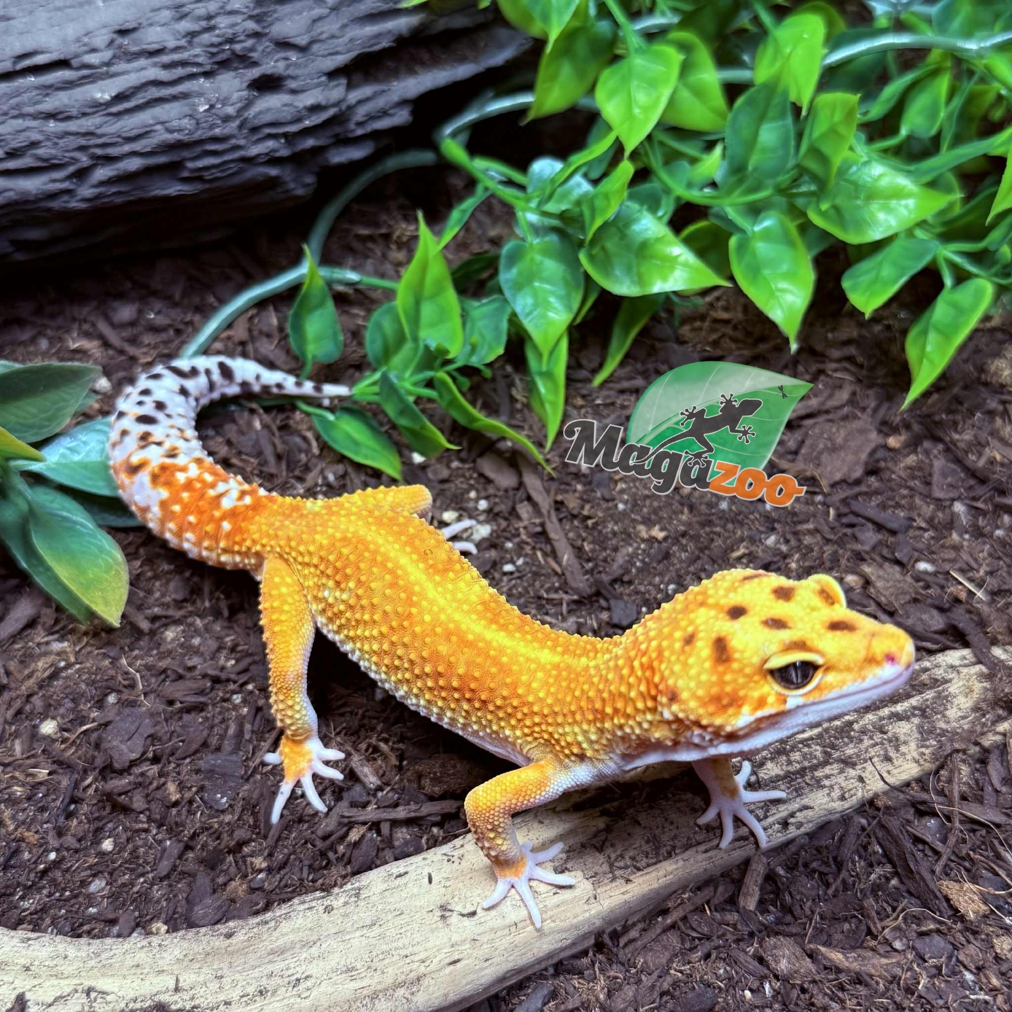 Magazoo Rainino Tornado Male Leopard Gecko 05/12/24 #16 (SPECIAL ORDER)