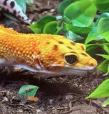 Magazoo Rainino Tornado Male Leopard Gecko 05/12/24 #16 (SPECIAL ORDER)