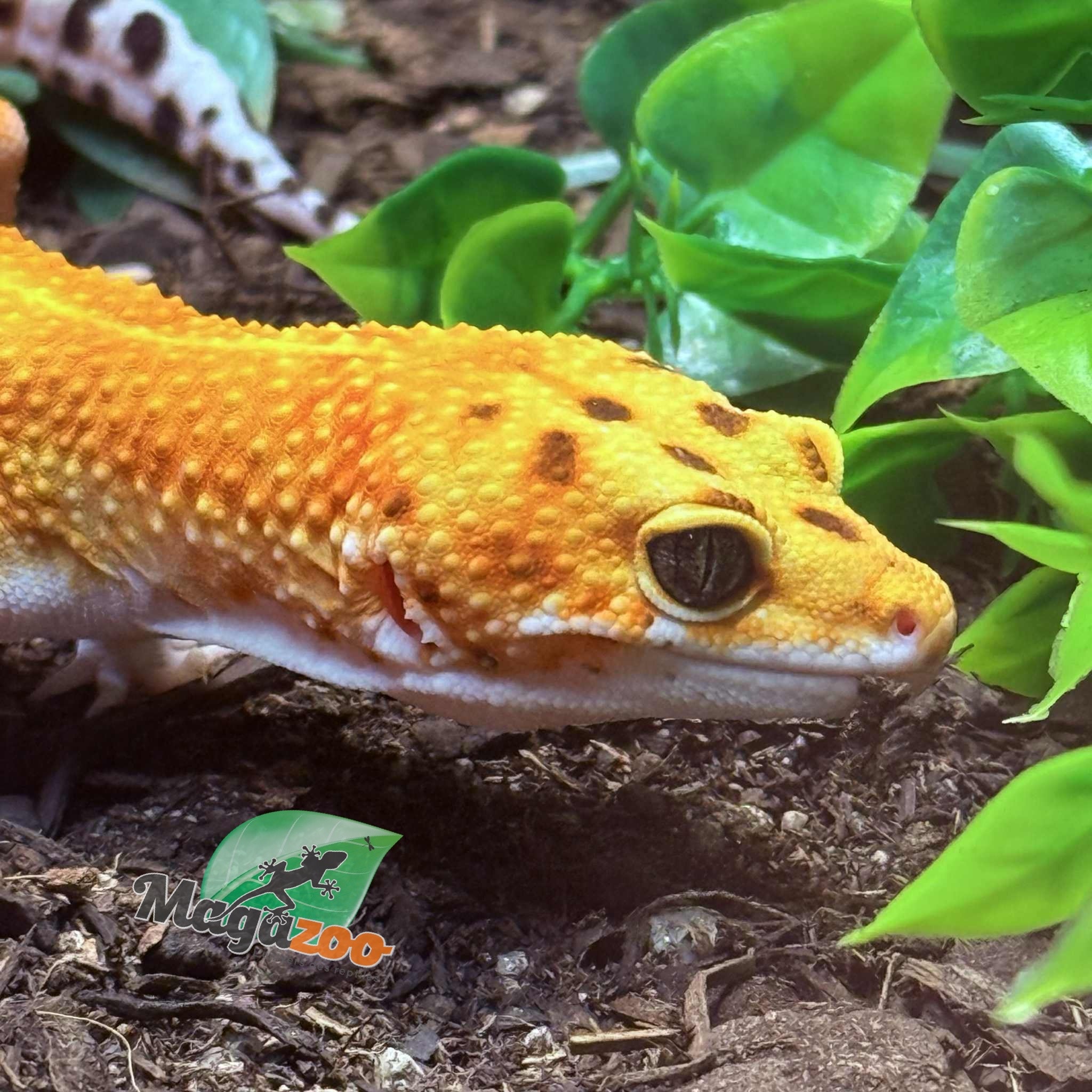 Magazoo Rainino Tornado Male Leopard Gecko 05/12/24 #16 (SPECIAL ORDER)