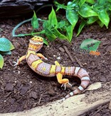 Magazoo Gecko léopard Belle albino Mâle 25/03/25 #17 (EN COMMANDE SPÉCIAL)