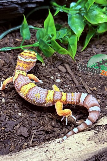 Magazoo Belle Albino Male Leopard Gecko 03/25/25 #17 (SPECIAL ORDER)