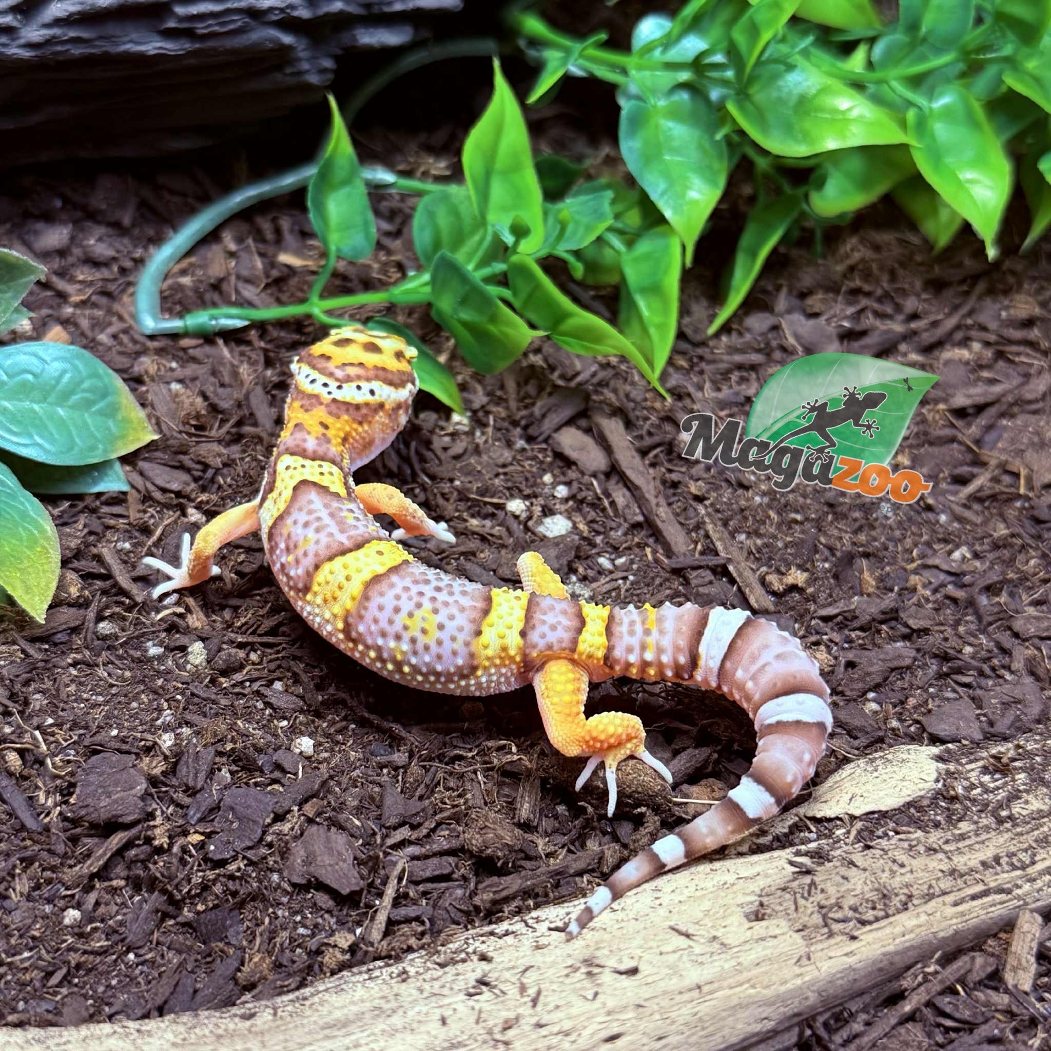 Magazoo Belle Albino Male Leopard Gecko 03/25/25 #17 (SPECIAL ORDER)