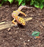 Magazoo Belle Albino Male Leopard Gecko 03/25/25 #17 (SPECIAL ORDER)