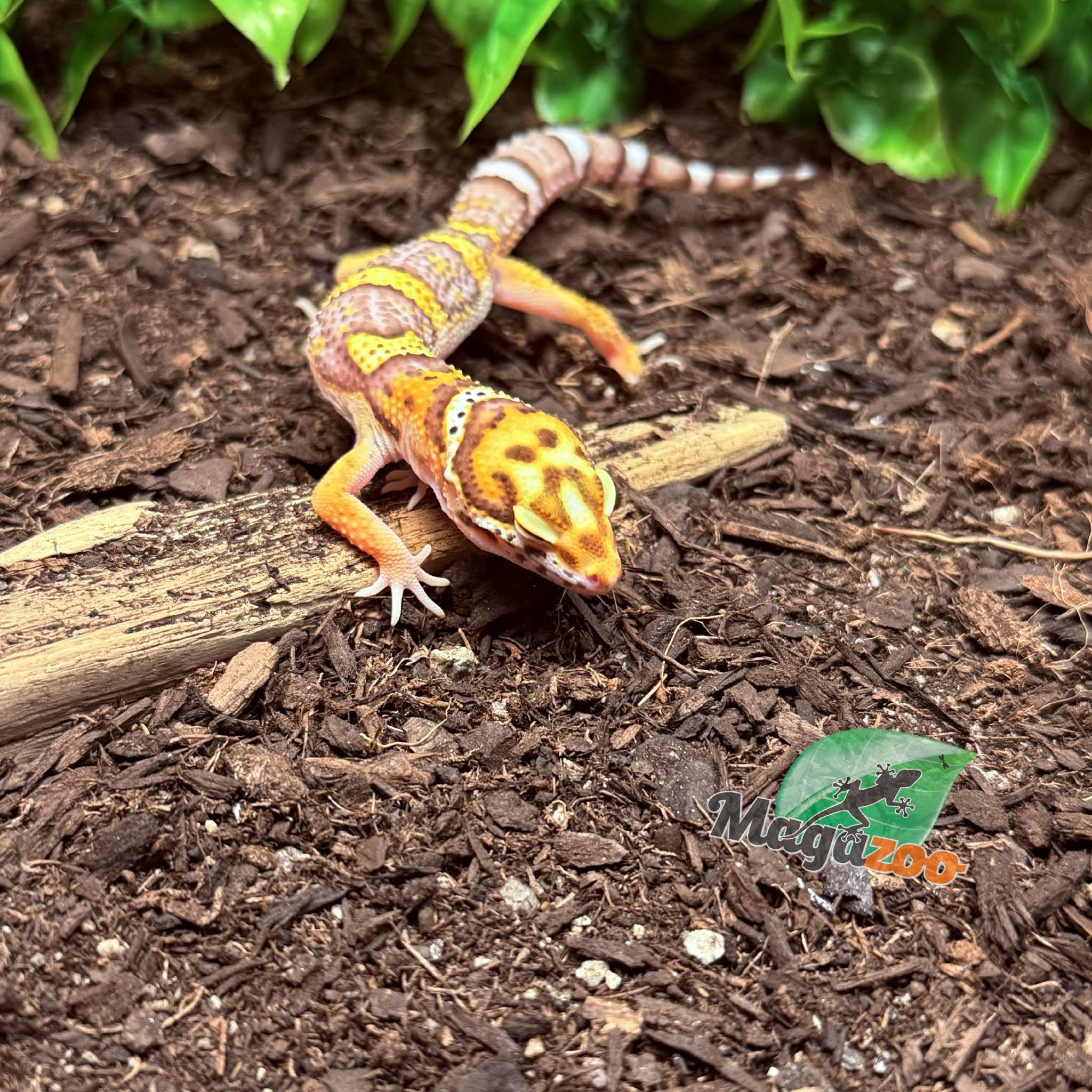 Magazoo Gecko léopard Belle albino Mâle 25/03/25 #17 (EN COMMANDE SPÉCIAL)