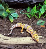Magazoo Gecko léopard Belle albino Mâle 25/03/25 #17 (EN COMMANDE SPÉCIAL)