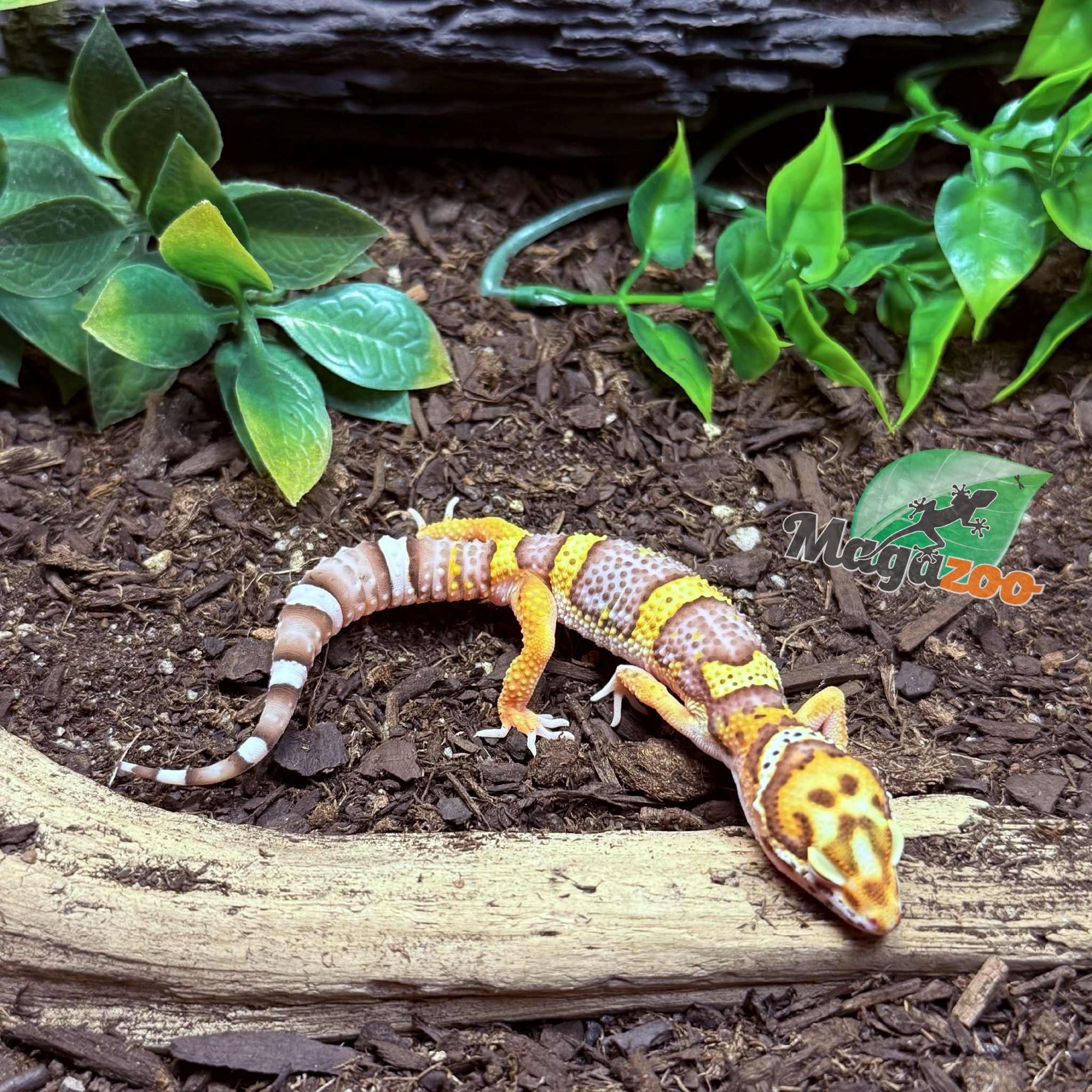 Magazoo Gecko léopard Belle albino Mâle 25/03/25 #17 (EN COMMANDE SPÉCIAL)