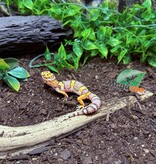 Magazoo Belle Albino Male Leopard Gecko 03/25/25 #17 (SPECIAL ORDER)