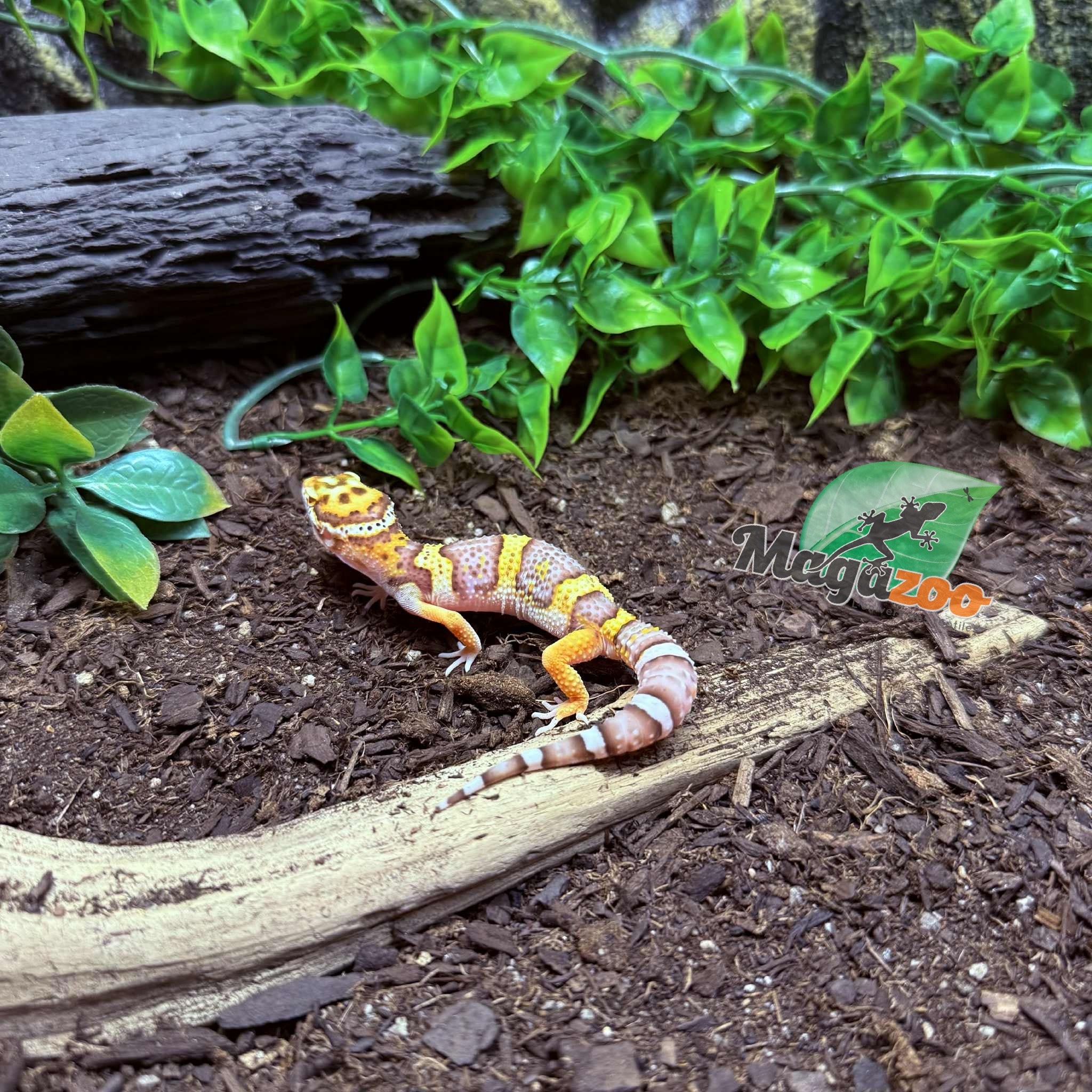 Magazoo Belle Albino Male Leopard Gecko 03/25/25 #17 (SPECIAL ORDER)