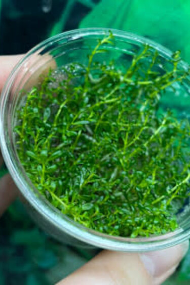 Magazoo Ludwigia arcuata Culture