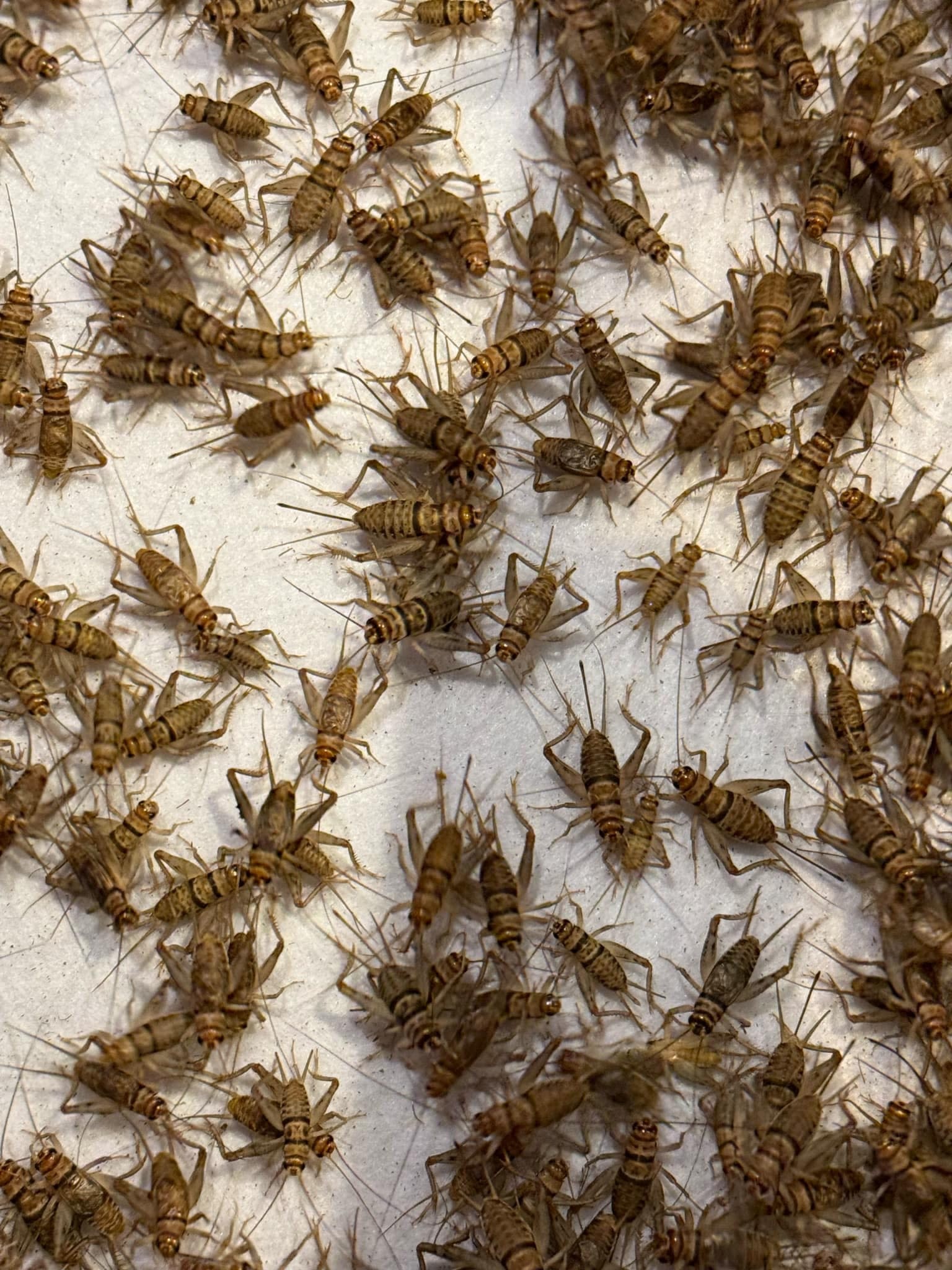 Magazoo Box of apx 1000 Banded Crickets (Gryllodes sigillatus)
