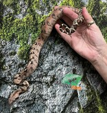 Magazoo Pastel Baby Male Central boa constrictor #1