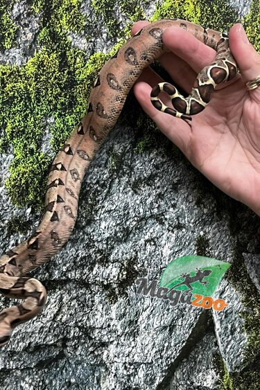 Magazoo Pastel Baby Male Central boa constrictor #1