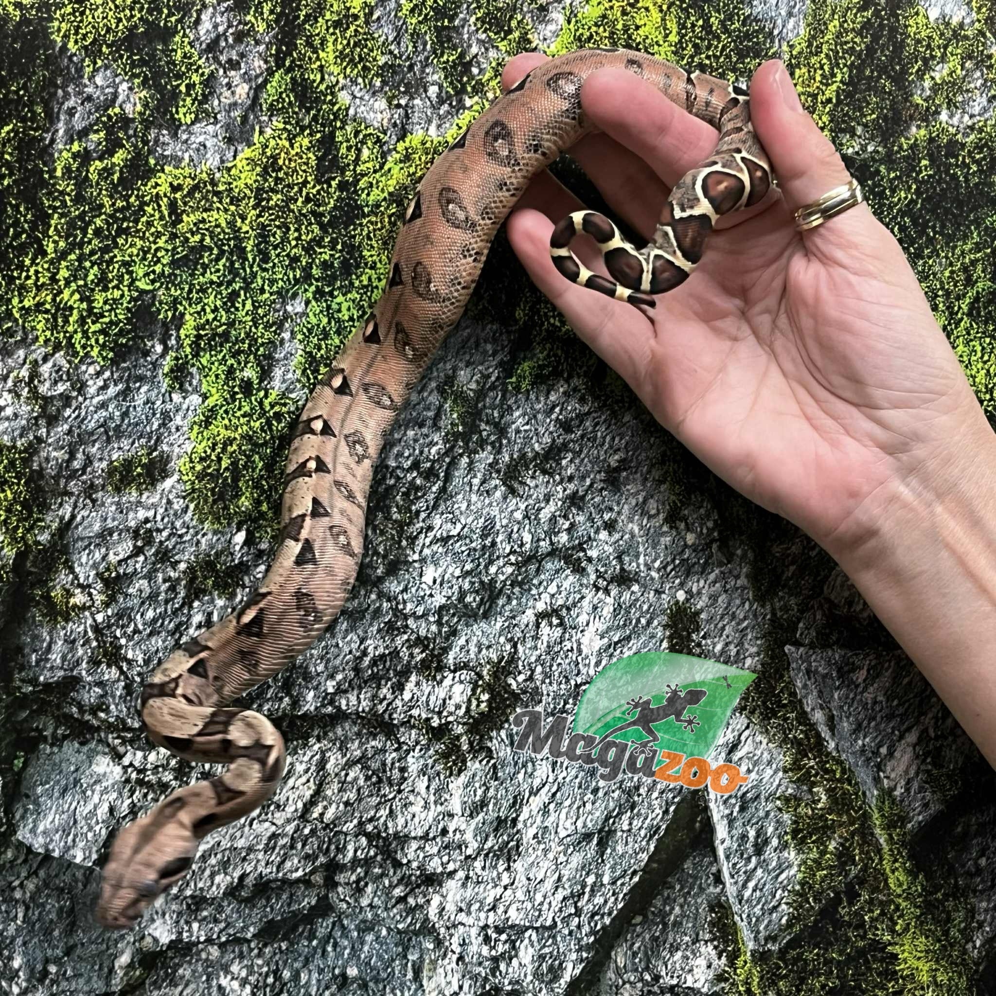 Magazoo Boa Constricteur Pastel Bébé Mâle #1